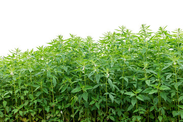 fresh sesame field isolated on white background