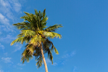 A palm tree with coconuts on blue sky background with copy space. Koh Pangan island, Thailand.