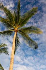 Fototapeta na wymiar A palm tree with sunset light on blue sky and clouds background. Koh Pangan island, Thailand.