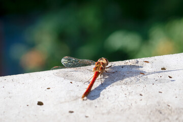 close up of a dragonfly resting in the sun