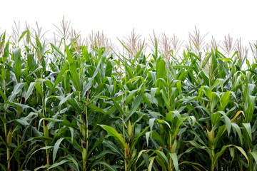 maize field isolated on white background