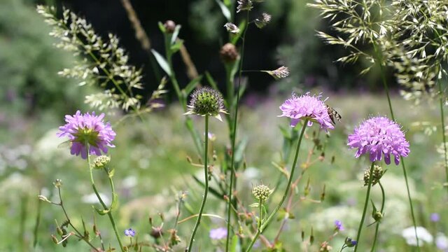 Flies on the herbs and flowers of the field scabious swinging in the wind