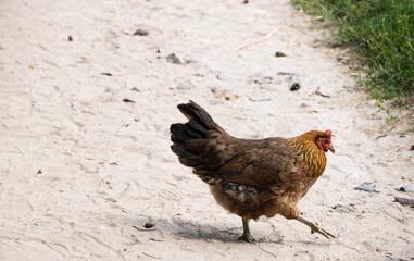 hen digging in the sand