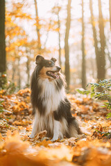 Tricolor Rough Collie, Funny Scottish Collie, Long-haired Collie, English Collie, Lassie Dog Outdoors In Autumn Day. Portrait