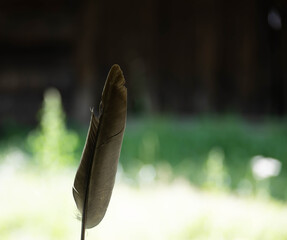 close-up on a bird's feather