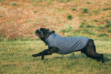 Active Black Cane Corso Dog Running In Park. Dog Wears In Warm Clothes. Big Dog Breeds