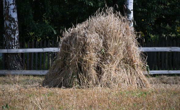 stook of grain sheaves in the countryside