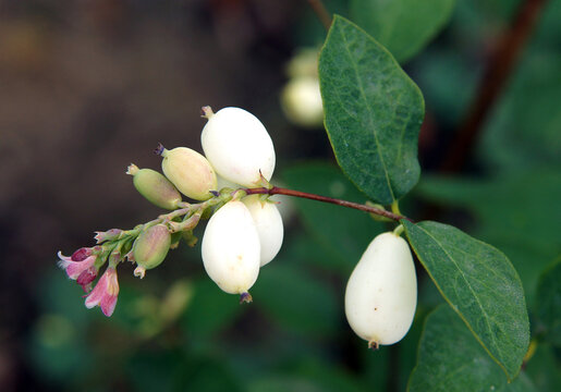 Flowers Of Common Snowberry