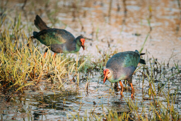 Goa, India. Two Grey-headed Swamphen Birds In Morning Looking For Food In Swamp. Porphyrio Poliocephalus