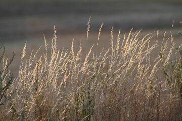 Gr&auml;ser im Gegenlicht