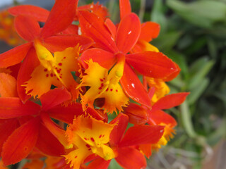 Fototapeta na wymiar Orange and yellow orchid