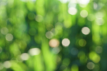 Obraz premium green bokeh background