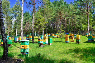 An apiary where ecologically clean honey and other beekeeping products are obtained. 
Bee apiary in the forest, the houses of bees honey, bee farm. 