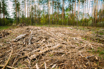 Hardwood, Lumber, Wood Chips From Tree Trunks In Deforestation Area. Pine Forest Landscape In Spring Day. Green Forest Deforestation Area Landscape