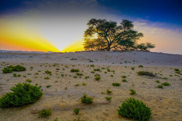 sunrise over the desert of Bahrain tree of life.