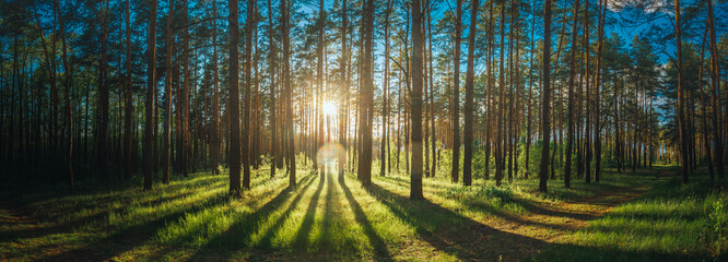 Sunset Sunrise Sun Sunshine In Sunny Summer Coniferous Forest. Sunlight Sunbeams Through Woods In Forest Landscape. Panorama Panoramic View