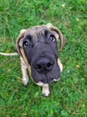 great dane puppy