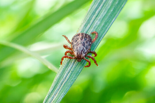 Dermacentor marginatus, Dermacentor reticulatus. Encephalitis Tick Insect Crawling on Green Grass. Encephalitis Virus or Lyme Borreliosis Disease Infectious Dermacentor Tick Arachnid Parasite Macro.