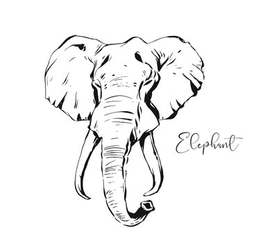 Hand drawn vector abstract artistic ink textured graphic sketch drawing illustration of wildlife indian elephant head isolated on white background