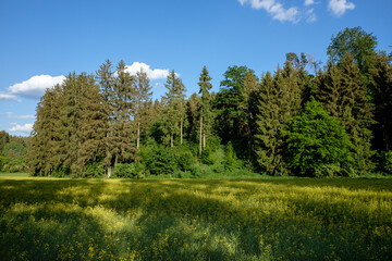 Sommerlicher Waldrand auf sanften Hügeln hinter einem blühenden gelben Rapsfeld unter blauem Himmel mit Wolken