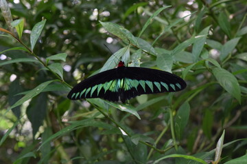 Butterfly Park in Kuala Lumpur, Kuala Lumpur, Malaysia