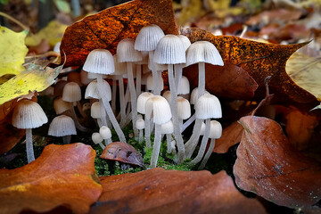 Pod liściem © jholy