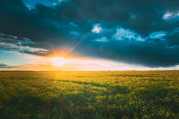 Obraz premium Sunshine During Sunset Above Rural Landscape With Blooming Canola Colza Flowers. Sun Shining In Dramatic Sky At Sunrise Above Spring Agricultural Rapeseed Field