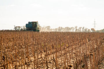 Crop in the field on a sunny day. Autumn harvest.