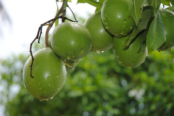 this fruit hanging from a tree with fresh raindrops from the downpour minutes before