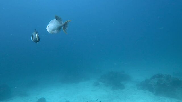 Titan trigger fish and Yellow-margin trigger fish performing a mating dance.