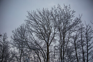 Winter in La Cerdanya, Pyrenees, Spain