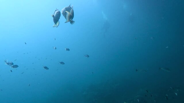 Titan trigger fish and Yellow-margin trigger fish performing a mating dance.