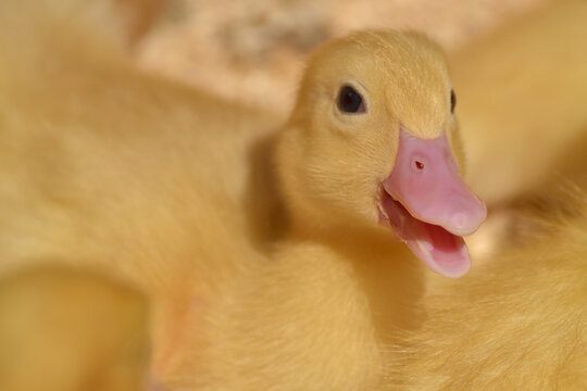 Adorable petits canetons