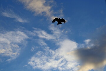 silhouette of a flying eagle