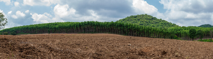 Fototapeta na wymiar Panorama view. Green forest and the arid foreground.