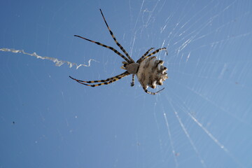 spider with web on blue background