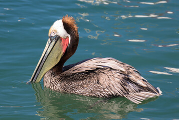 Brown Pelican with adult breeding plumage, Cabo San Lucas, Baja California Sur, Mexico