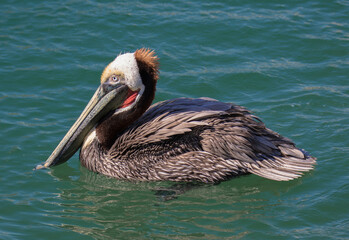 Brown Pelican with adult breeding plumage, Cabo San Lucas, Baja California Sur, Mexico