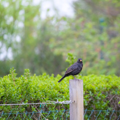 Male blackbird on a pole in the garden