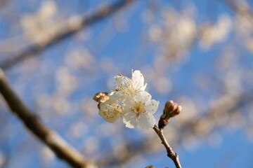 Beautiful cherry blossom at SHizuoka village, Japan. In Japan, the appearance of cherry blossoms, known as sakura, signals the beginning of spring. 