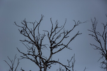 Winter landscape in Nuorgam, Lapland, Finland