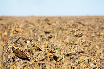 Crop in the field on a sunny day. Autumn harvest.