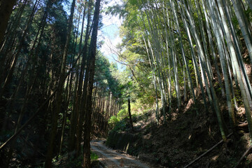 Bamboo path at Fujieda, Japan