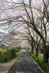 Fototapeta na wymiar Beautiful cherry blossom at SHizuoka village, Japan. In Japan, the appearance of cherry blossoms, known as sakura, signals the beginning of spring. 