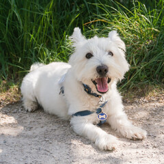 Cute smiling westie dog laying on a gravel path outside in the sunshine 