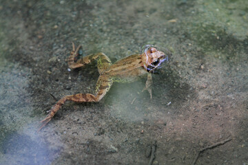 Frosch in einem Teich