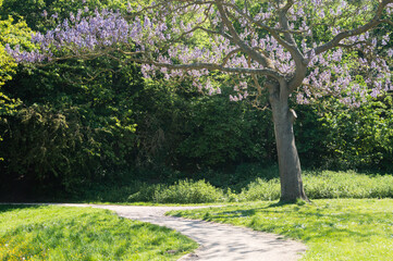 Fototapeta premium Beautiful purple blossoms on the empress tree during spring time 