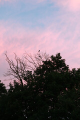 tree silhouettes and pink blue sky