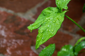 Shinning rain water drops on a leaf with blur background