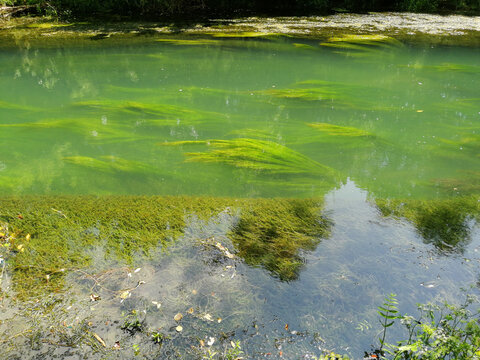 This is a picture of the river Zlatna Panega with aquatic plants.
